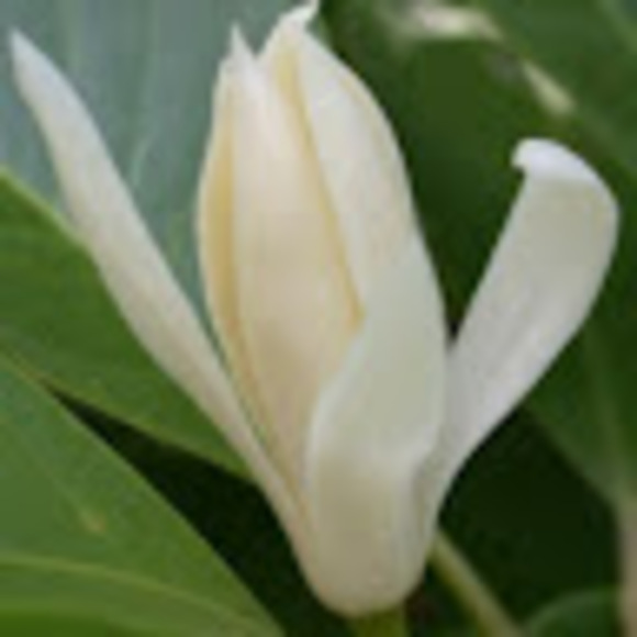 siamchampaca